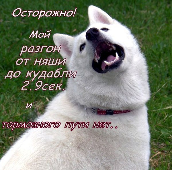 Типичный хась