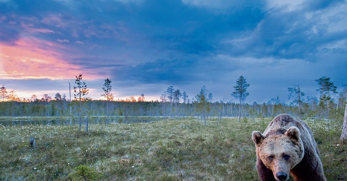 Bear life. Медведь вдалеке. Русский медведь в природе. Медведь в лесу в далеке. Русская природа с медведями.