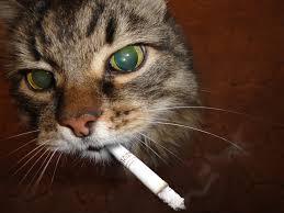 Четыре продукта для восстановления легких курильщика (Чу, читатель! дальше глянец и желтизна ;)