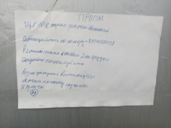 На что готовы дети ради собаки