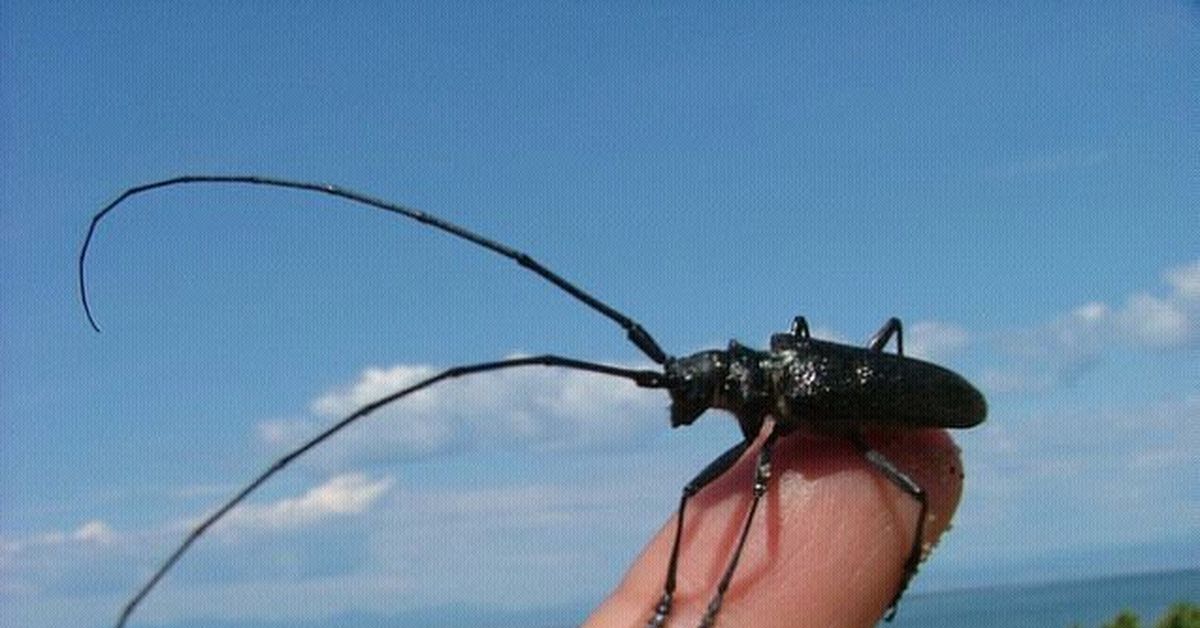 Волосогрызка фото в якутии. Жук Стригун усач. Жук усач волосогрызка. Стригун волосогрызка. Жук Стриж.