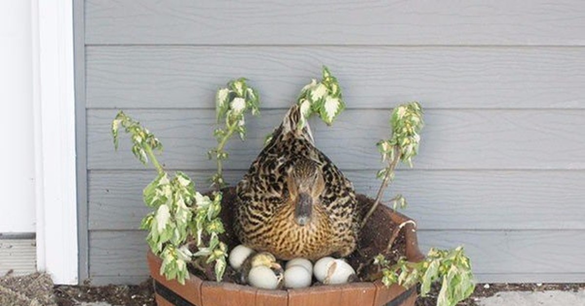 Птичьи гнезда, расположенные в необычных местах | Пикабу