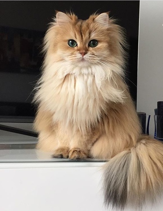 Gorgeous - cat, beauty, Animals