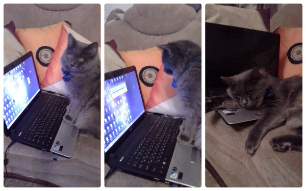 Ученый кот со вчерашнего дня сильной и независимой