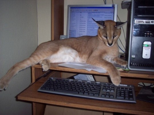 Do you need a computer? - Computer, cat, Busy, Savannah