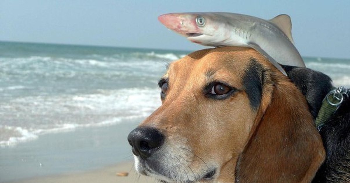Рыба друг человека. Морская собака. Рыба собачка. Морской пес. Рыба с мордой собаки.