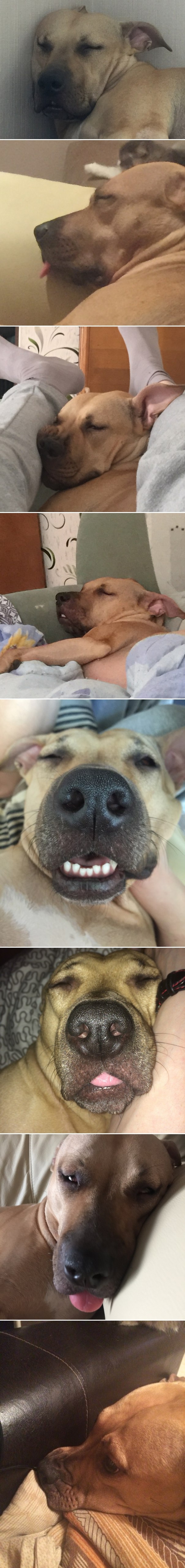 Спящая красавица