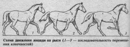 Лошадь иноходец: что такое иноходь и чем отличается от других видов?