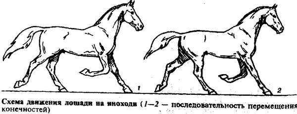 Лошадь бежит рысью прямое или переносное значение