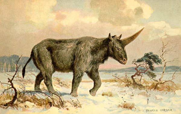      , , ,  , Elasmotherium, 