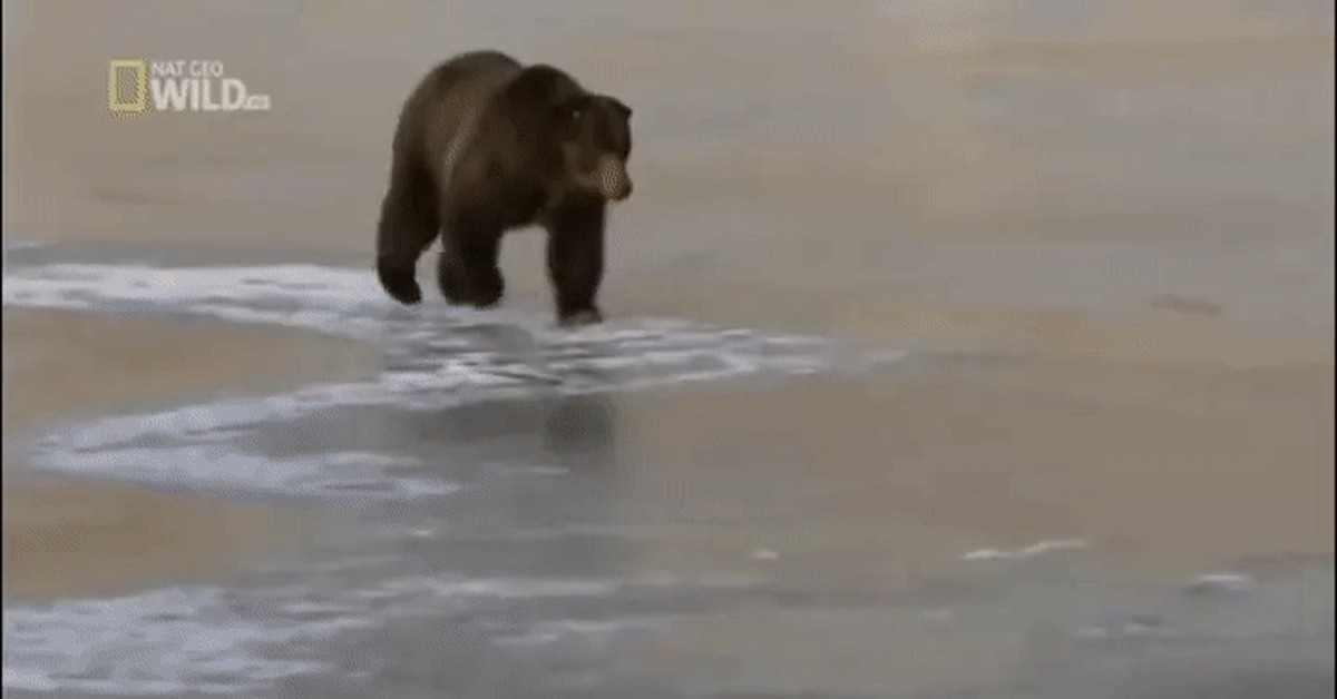 Медведь На Льду