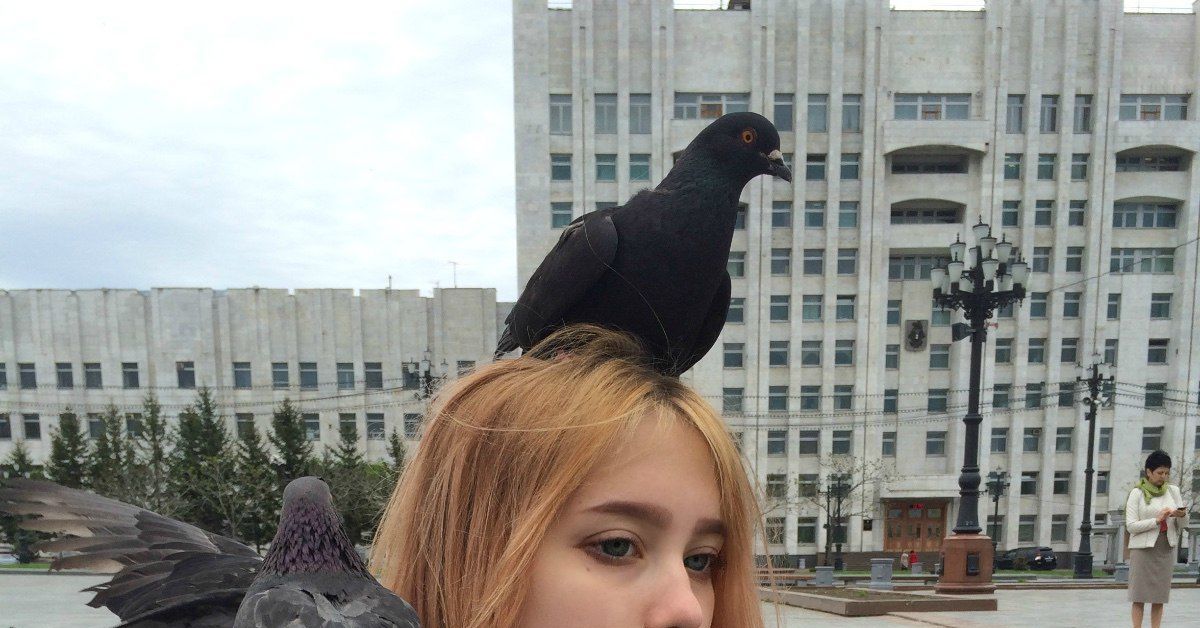 Девочка гладит голубя мем