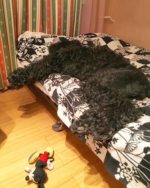       , ,  , Black russian terrier