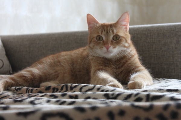 ���������� ���������� �������