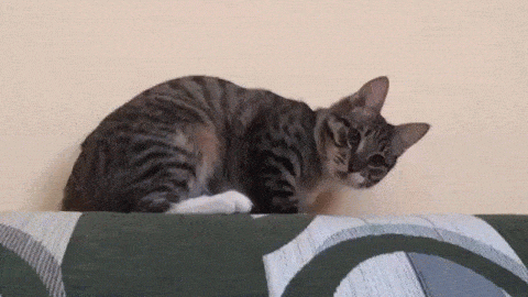 Кувырок кота | Пикабу