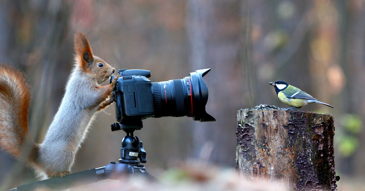 Фотограф животных. Вадим Трунов фотограф белки. Вадим Трунов белки и птицы. Белка с фотоаппаратом. Фотоохота на животных в дикой природе.