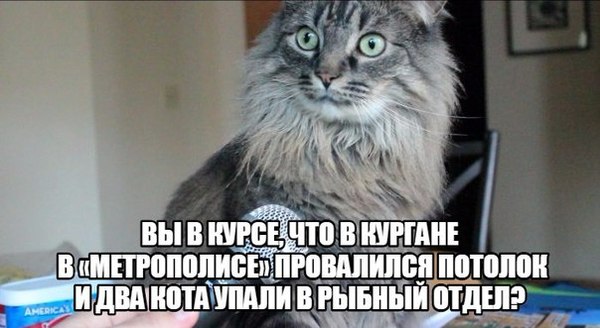 Кот удивлен | Пикабу