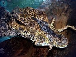 Уникальный окрас и древнейшая эволюция