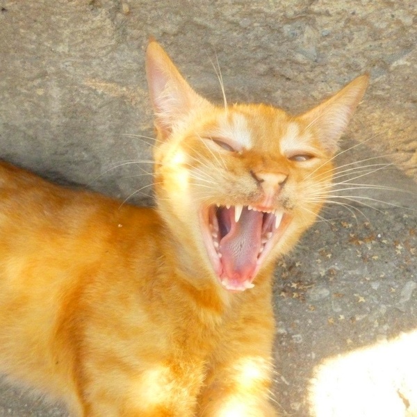 ����� �������� ���