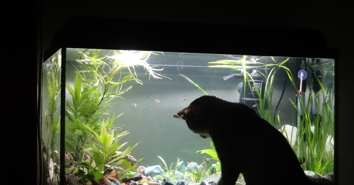 Аквариум для кота внутри. Рыбки для аквариума. Черный аквариум. Большой аквариум с рыбками. Кот и аквариум.