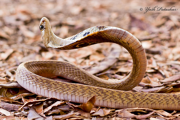 When the wind is very strong - Cobras, Snake, Poisonous animals, Reptiles, India