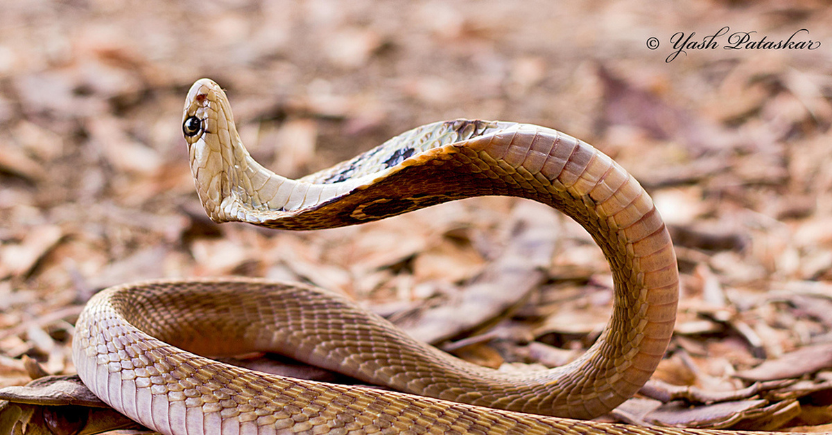 The indian cobra is a very snake. Индийская очковая Кобра. Индийская Кобра (Naja Naja). Королевская Кобра гамадриад. Индийская Кобра 3.