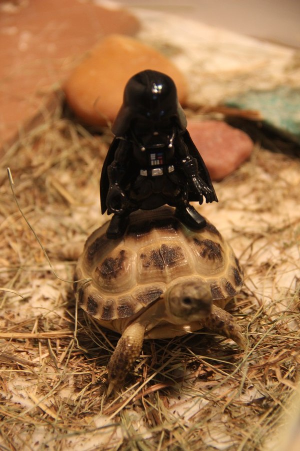 That feeling when your turtle turned to the dark side of the force - My, My, Turtle, Star Wars, Star Wars VII: The Force Awakens, Longpost