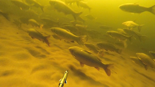 On the Front Sight - Herd of carp, Spearfishing, On the Front Sight