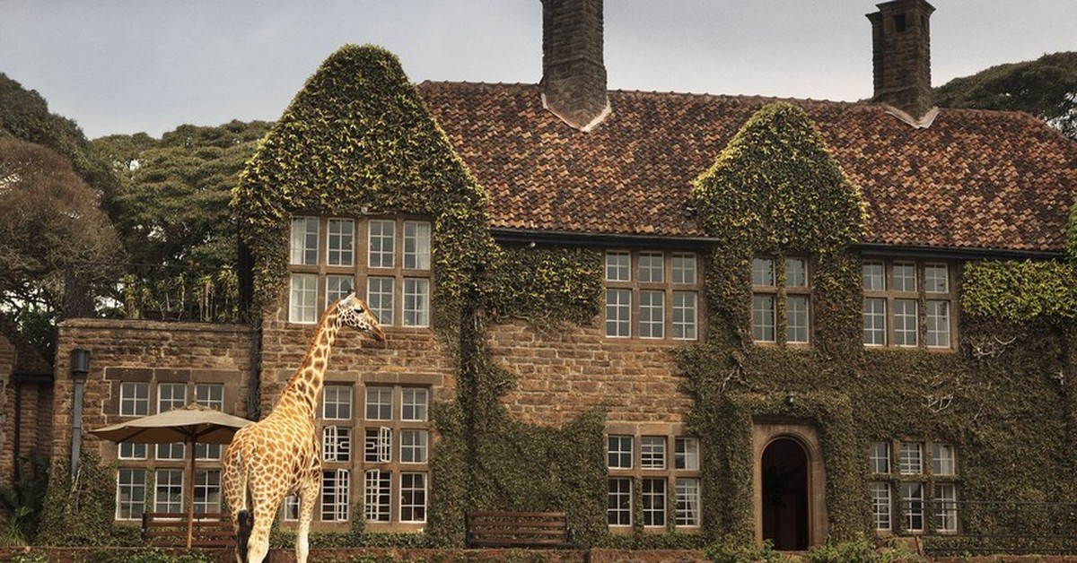 Giraffe manor кения. Отель giraffe manor, кения. Поместье жирафов. Отель giraffe manor, найроби, кения. Поместье жирафов.