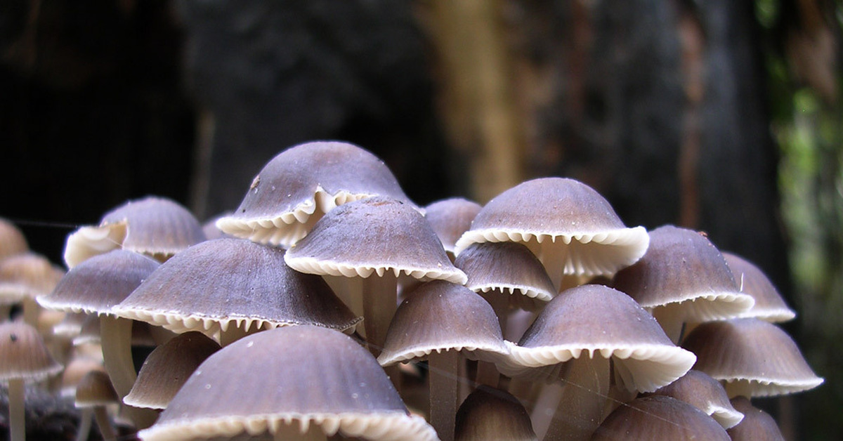 Грибы через. Машрумс грибы. Грибы fungi. Фунгус гриб. Грибы Разрушители.