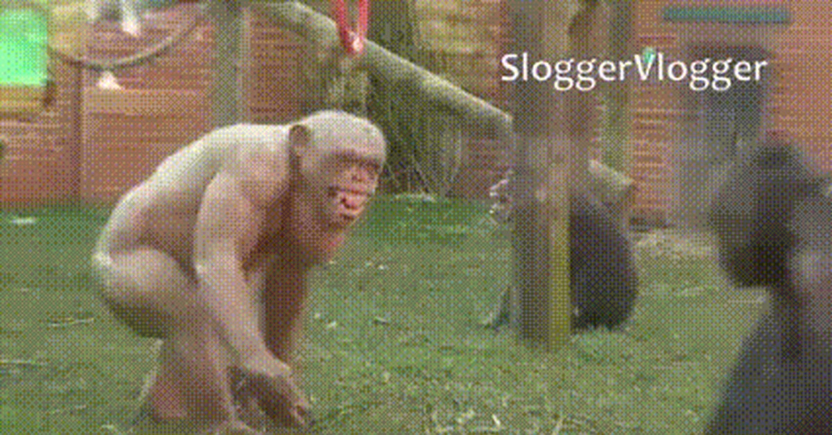 Chimp Fucks Frog