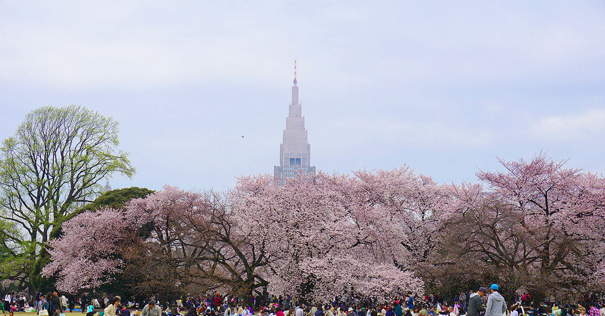 Парка хана. Синдзюку-гёэн Токио. Национальный сад Синдзюку-гёэн. Парк Синдзюку-гёэн Япония. Парк Синдзюку гёэн Сакура.