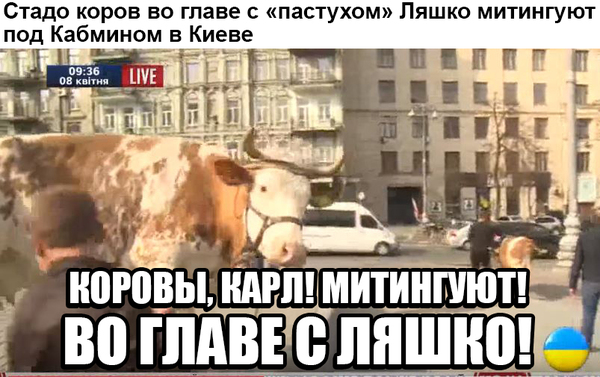 Решили поговорить с кроликом на одном языке