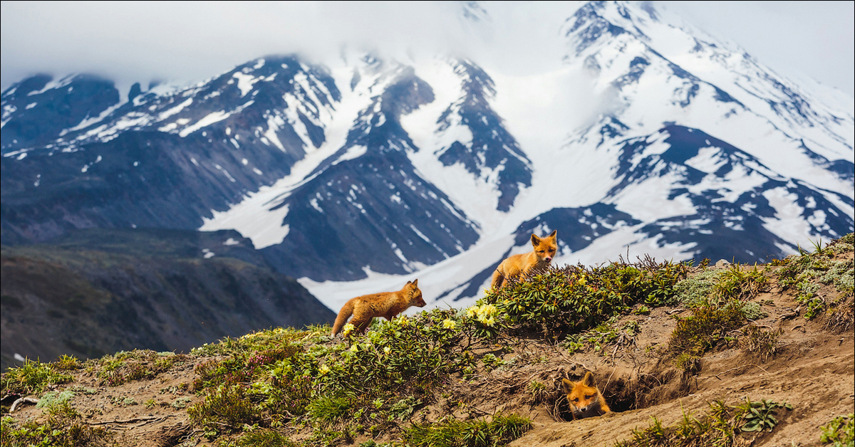 Mountain animals. Степанцминда лиса. Животные в горах. Звери в горах. Лиса в горах.