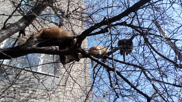 Spring, seals on the branches *-* - My, Kote cats, cat, Tree, Branch, Spring