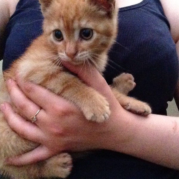 Ridge Racer Unbounded Подарочное издание