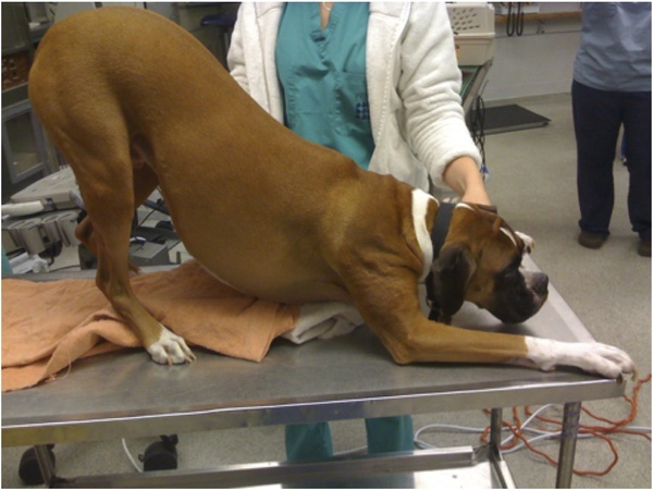 Памятка собаковладельцам: болит живот. Ветеринария, Собака, Видео, Длиннопост