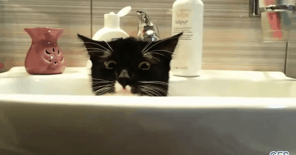 Rock_Cat private Video. Видео кота в ванной