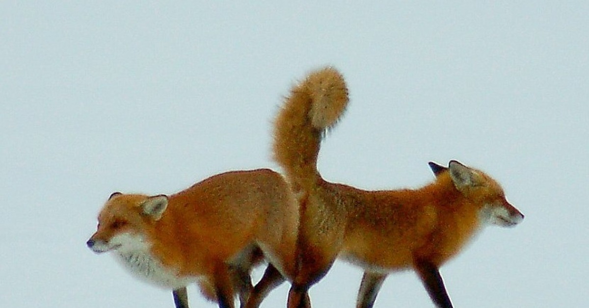 Спаривание лисы. Лисы спариваются. Лисички спариваются. Размножение лисиц. Лиса самка и самец.