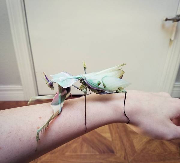 Ручной богомол «дьявольский цветок»