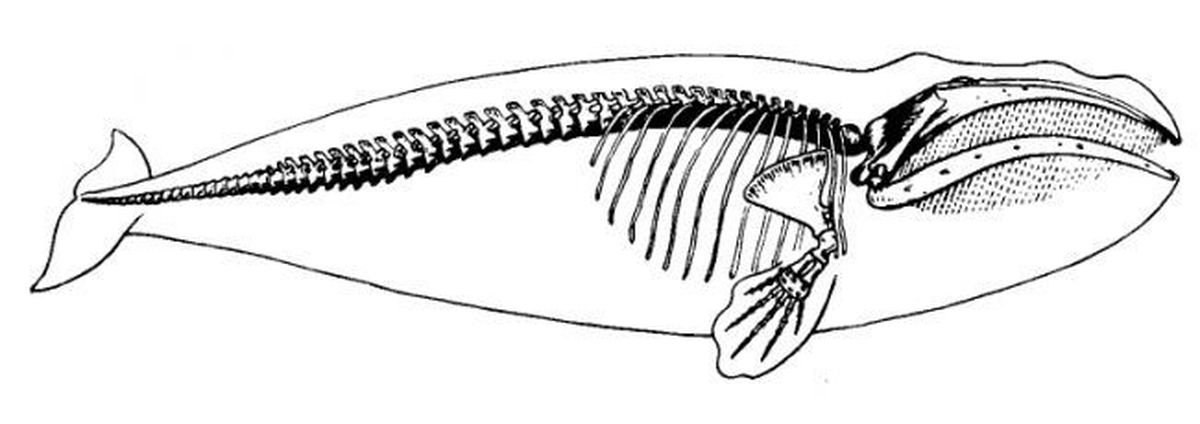 Ласты кита и роющие конечности. Гренландский кит скелет. Строение скелета кита. Скелет плавника кита. Скелет герландскогокита.
