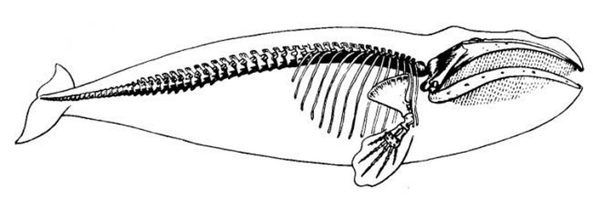 Как нарисовать скелет кита