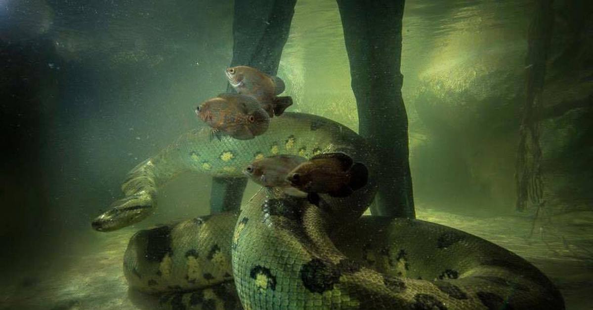 Большие змеи в воде. Гигантская зеленая Анаконда. Болотная Анаконда. Анаконда змея.