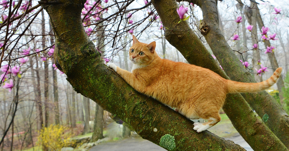 Spring cat show
