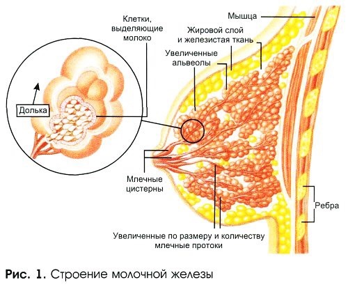 Glandula mammaria - NSFW, Моё, Сиськи, Грудь женская, Длиннопост