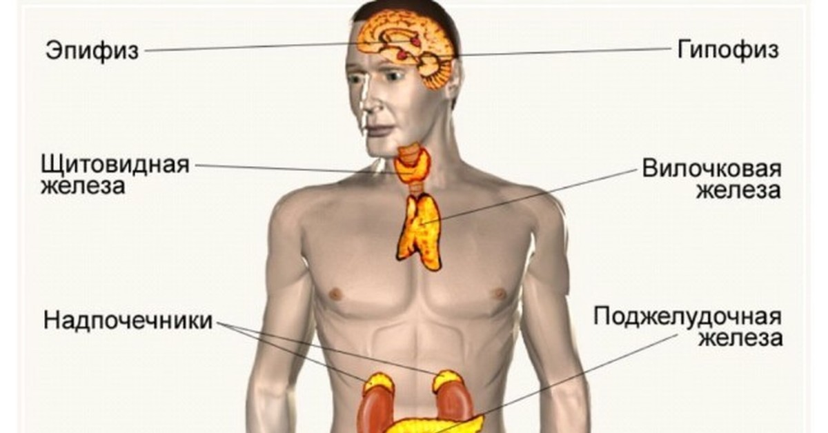 Фото желез человека. Железы внутренней секреции: гипофиз, надпочечники, щитовидная железа.. Тимус железа внутренней секреции. Где находится эндокринная система. Эндокринные железы человека.