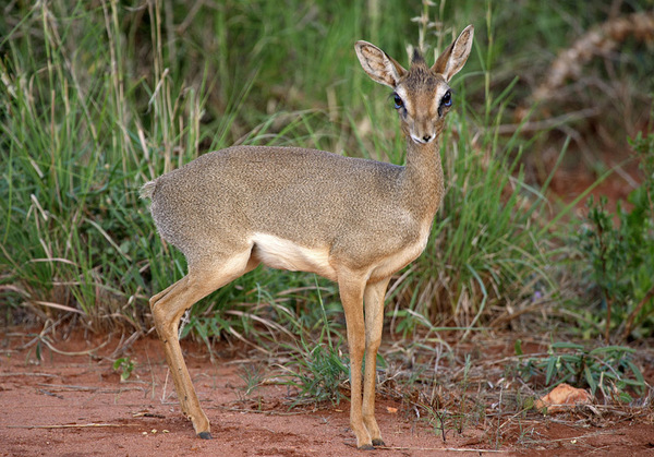 ������� �����??? (������� �����)