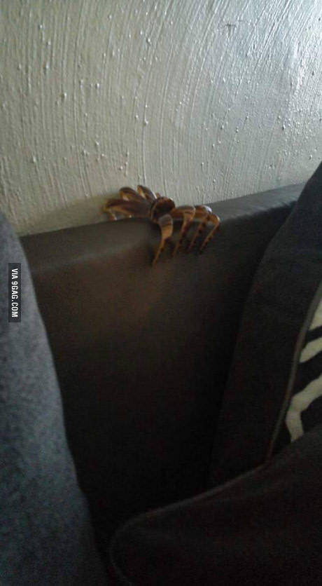 Чуть инфаркт не получил...от заколки ;)