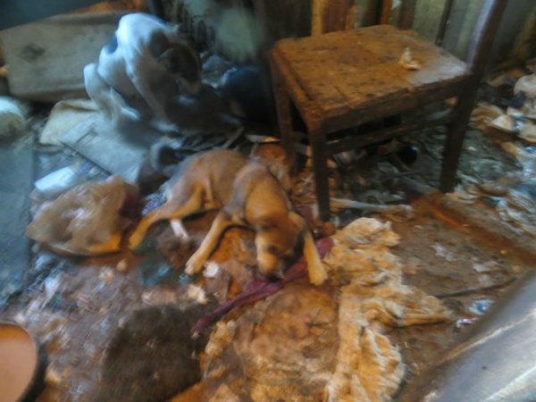 Лига Добра! Нужна помощь собакам!