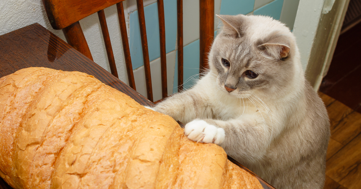Можно котам хлеб. Кошка булочка. Кошка батон. Котенок в хлебе. Котик Хлебушек.